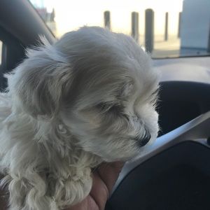 Meet your Posher, Ariana